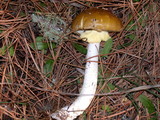 Amanita augusta image