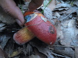 Rubroboletus dupainii image