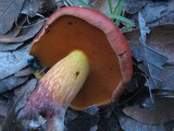 Rubroboletus dupainii image