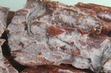 Phlebia subochracea image