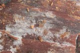 Phlebia subochracea image