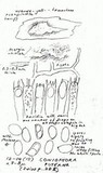Coniophora puteana image