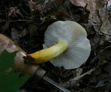Russula flavida image