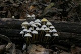 Mycena inclinata image