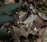 Marasmius capillaris image