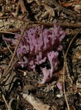 Clavaria zollingeri image
