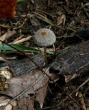 Parasola auricoma image