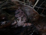 Ceriporia purpurea image