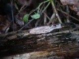 Ceriporia purpurea image