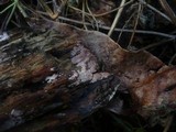 Ceriporia purpurea image