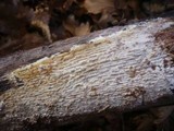 Phanerochaete sordida image