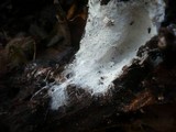 Trechispora farinacea image