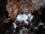 Trechispora farinacea image