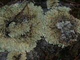 Flavoparmelia baltimorensis image
