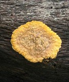 Phlebia radiata image