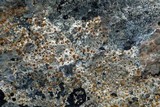 Protoblastenia incrustans image