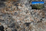 Protoblastenia incrustans image