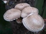 Lentinula edodes image