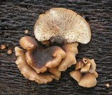 Lentinellus castoreus image