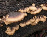 Lentinellus castoreus image