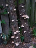 Lentinula edodes image