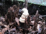 Fomitopsis officinalis image