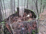 Fomitopsis officinalis image