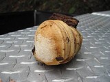 Fomitopsis officinalis image