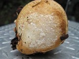 Fomitopsis officinalis image