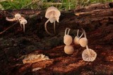Mycena metata image