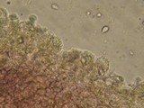 Mycena metata image