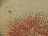Mycena metata image