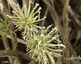 Niebla ceruchis image