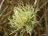 Niebla ceruchis image