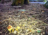 Hygrophoropsis aurantiaca image