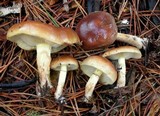 Pholiota velaglutinosa image