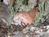 Leptoporus mollis image