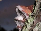 Leptoporus mollis image