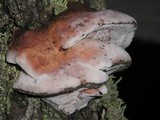 Leptoporus mollis image