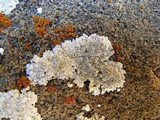 Lecanora valesiaca image