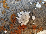 Lecanora valesiaca image