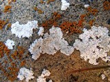 Lecanora valesiaca image