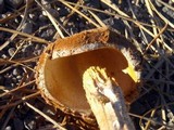 Battarrea phalloides image