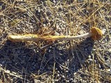 Battarrea phalloides image