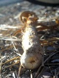 Battarrea phalloides image