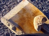 Battarrea phalloides image