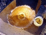 Battarrea phalloides image