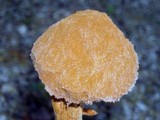 Battarrea phalloides image