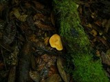 Hydnum oregonense image