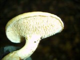 Hydnum oregonense image